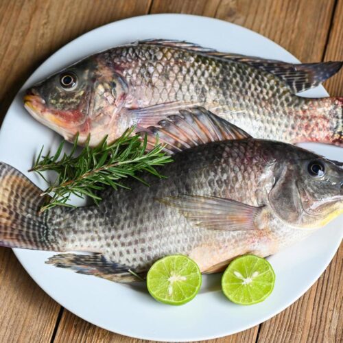 Poisson Tilapias